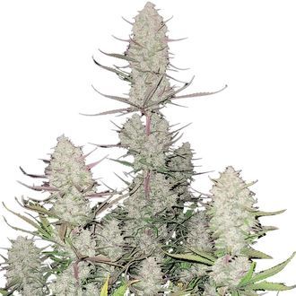 Tropicana Cookies Auto (FastBuds) Feminiserede