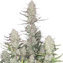 Tropicana Cookies Auto (FastBuds) Feminiserede