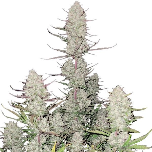 Tropicana Cookies Auto (FastBuds) Feminiserede
