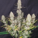Tropicana Cookies Auto (FastBuds) Feminiserede