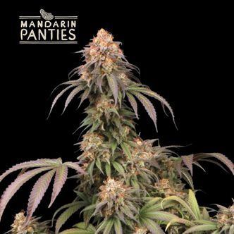 Mandarin Panties (Seedstockers Superior) feminiserede