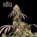 Mandarin Panties (Seedstockers) Feminiserede