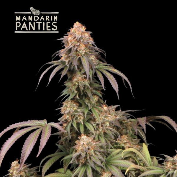 Mandarin Panties (Seedstockers) Feminiserede