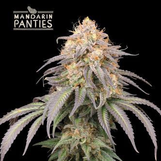 Mandarin Panties Auto (Seedstockers Superior) feminiserede cannabisfr&oslash;