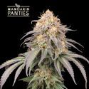 Mandarin Panties Auto (Seedstockers) Feminiserede