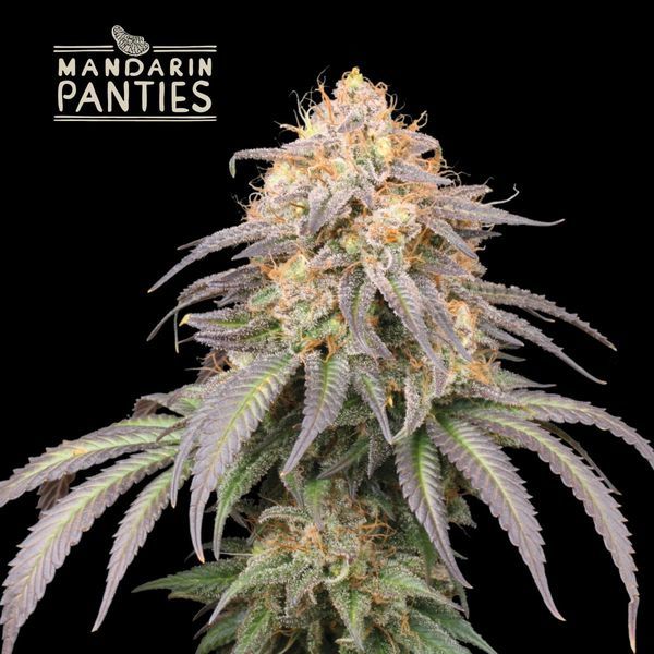 Mandarin Panties Auto (Seedstockers) Feminiserede