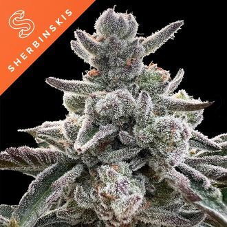 Polar Gelato (Sherbinskis x Silent Seeds) Feminiserede