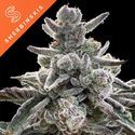 Polar Gelato (Sherbinskis x Silent Seeds) Feminiserede