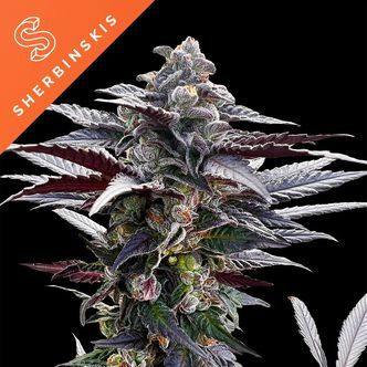 Pink Sunset fra Sherbinskis (Silent Seeds) Feminiserede
