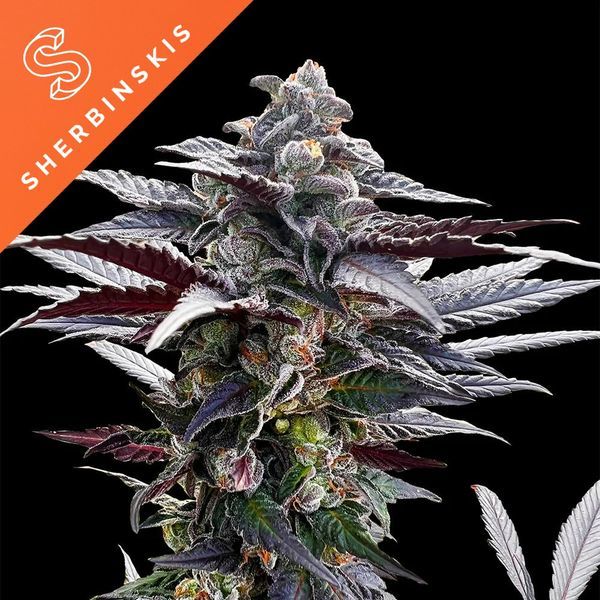Pink Sunset (Sherbinskis x Silent Seeds) Feminiserede