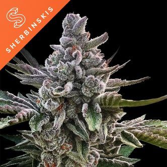 A&ccedil;ai Jelly fra Sherbinskis (Silent Seeds) Feminiserede