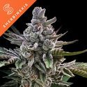 Açai Jelly (Sherbinskis x Silent Seeds) Feminiserede