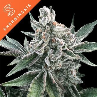 Polar Gelato Auto (Sherbinskis x Silent Seeds) Feminiserede