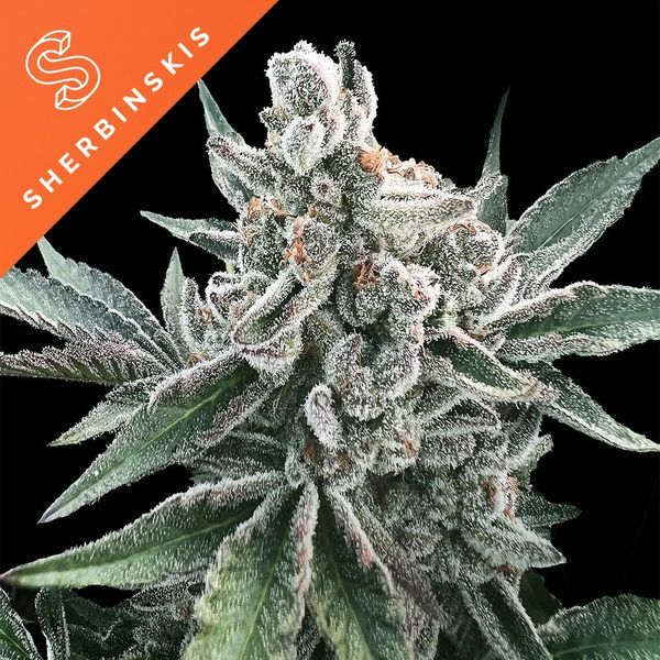 Polar Gelato Auto (Sherbinskis x Silent Seeds) Feminiserede