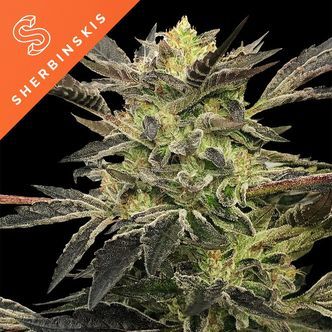 Pink Sunset Auto fra Sherbinskis (Silent Seeds) &ndash; feminiseret
