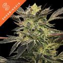 Pink Sunset Auto (Sherbinskis x Silent Seeds) Feminiserede