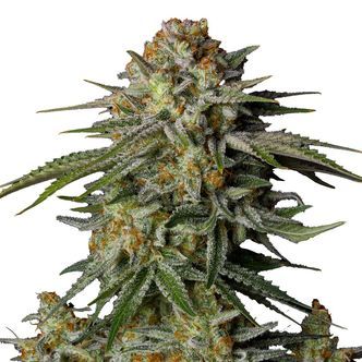 GG4 Sherbet FF (FastBuds) feminiserede