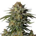 GG4 Sherbet FF (FastBuds) Feminiserede