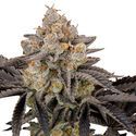 Gorilla Cookies FF (FastBuds) Feminiserede