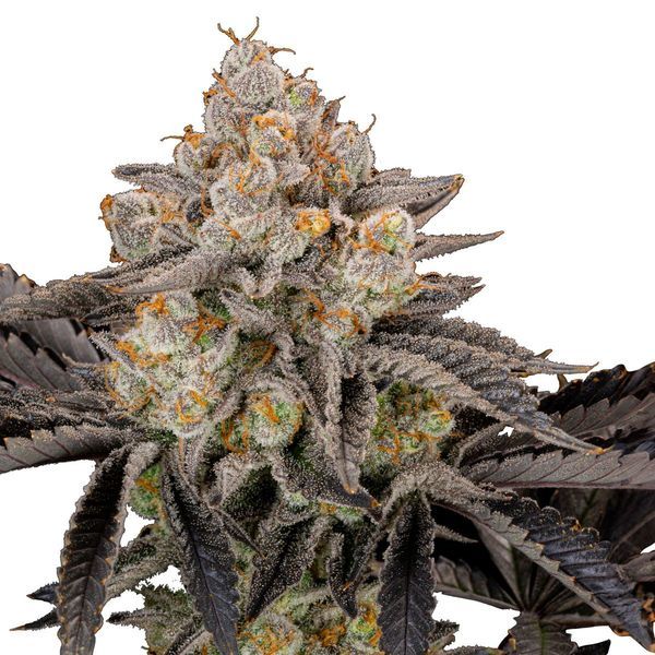 Gorilla Cookies FF (FastBuds) Feminiserede