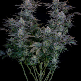 Gorilla Cookies FF (FastBuds) Feminiserede