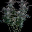 Gorilla Cookies FF (FastBuds) Feminiserede