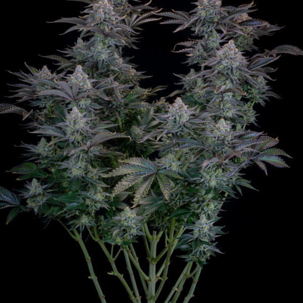 Gorilla Cookies FF (FastBuds) Feminiserede