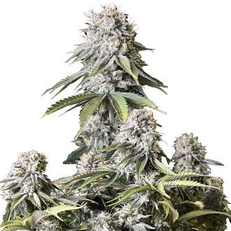 Orange Sherbet FF (FastBuds) Feminiserede