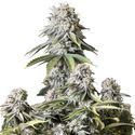 Orange Sherbet FF (FastBuds) Feminiserede