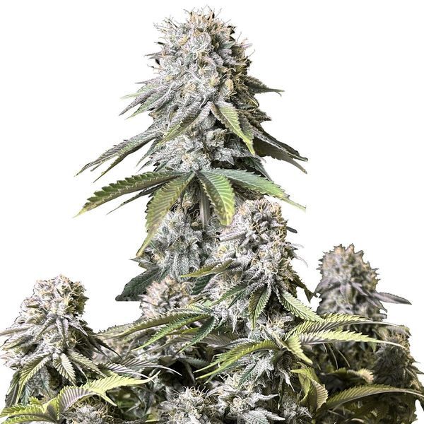 Orange Sherbet FF (FastBuds) Feminiserede