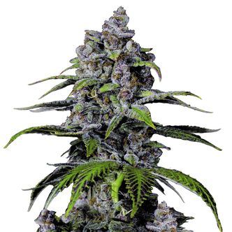 Purple Lemonade FF (FastBuds) feminiserede