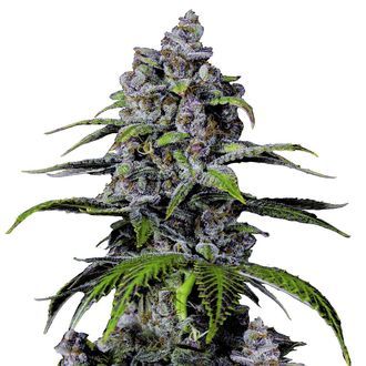 Purple Lemonade FF (FastBuds) Feminiserede