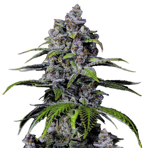 Purple Lemonade FF (FastBuds) Feminiserede
