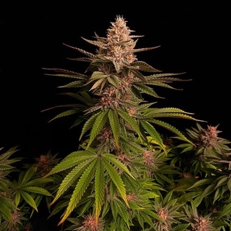 Purple Lemonade FF (FastBuds) Feminiserede