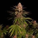 Purple Lemonade FF (FastBuds) Feminiserede