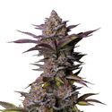Tropicana Cookies FF (FastBuds) Feminiserede