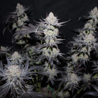 Tropicana Cookies FF (FastBuds) Feminiserede
