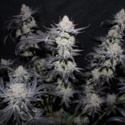 Tropicana Cookies FF (FastBuds) Feminiserede