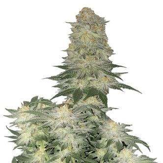 Wedding Cheesecake FF (FastBuds) feminiserede cannabisfr&oslash;