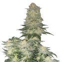 Wedding Cheesecake FF (FastBuds) Feminiserede