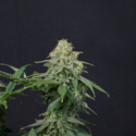 Wedding Cheesecake FF (FastBuds) Feminiserede