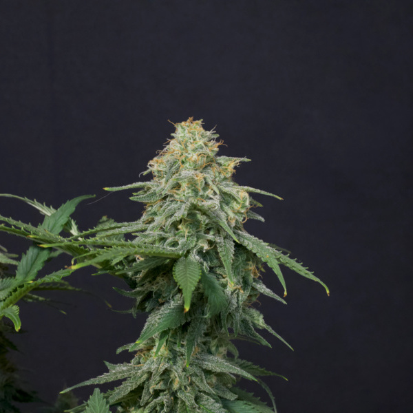 Wedding Cheesecake FF (FastBuds) Feminiserede