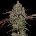 Jealousy (Zamnesia Seeds) Feminiserede