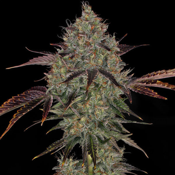 Jealousy (Zamnesia Seeds) Feminiserede