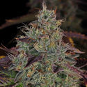Jealousy (Zamnesia Seeds) Feminiserede