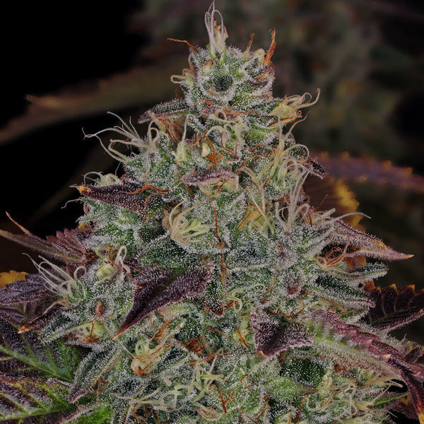 Jealousy (Zamnesia Seeds) Feminiserede