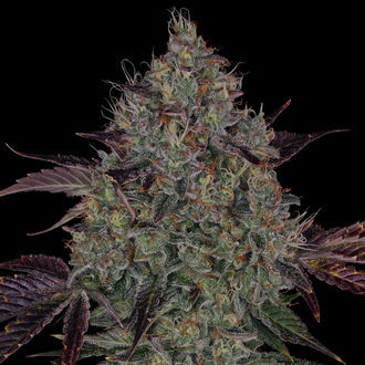 Jealousy (Zamnesia Seeds) Feminiserede