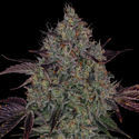 Jealousy (Zamnesia Seeds) Feminiserede