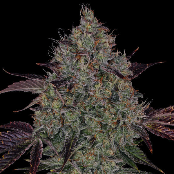 Jealousy (Zamnesia Seeds) Feminiserede