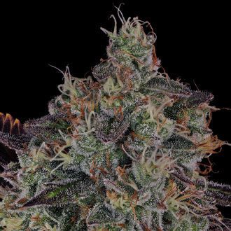 Jealousy (Zamnesia Seeds) Feminiserede